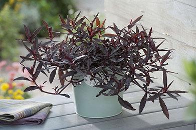 传送门就绪，《异星前哨》春节版本上线！免费新地图+皮肤！