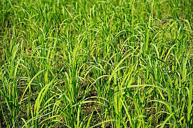 幻想动作RPG《尘封大陆》新预告 战斗忒刺激